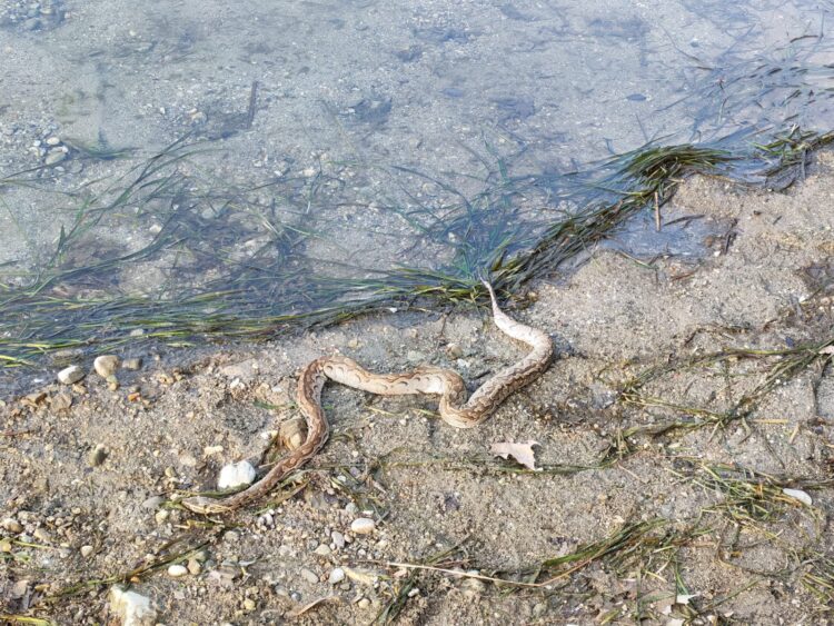 Villa d’Adda, shock per due pescatori: agganciato all’amo un serpente esotico di oltre un metro – FOTO